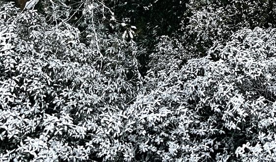 中國信通院發布《人工智能安全治理研究報告（2025年）》