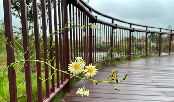 山東國家級跨行業跨領域工業互聯網平臺發展質效持續領先全國
